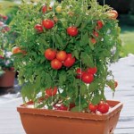 tomatoesincontainer1-150x150